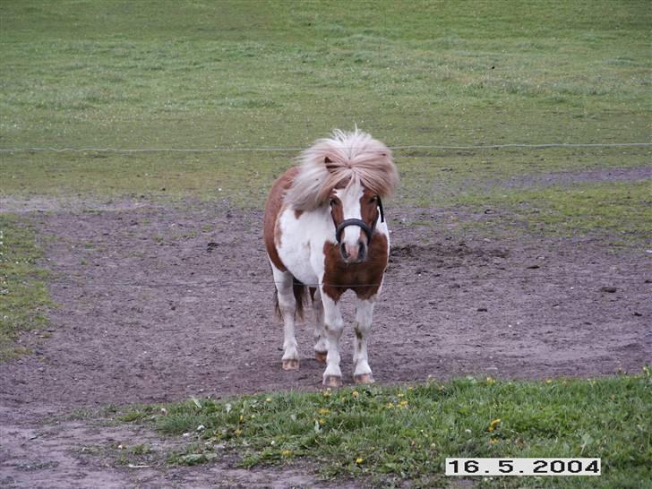 Miniature Lindegaardens Pluto billede 7