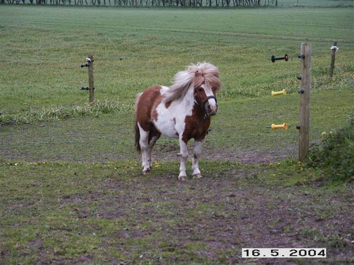 Miniature Lindegaardens Pluto billede 8