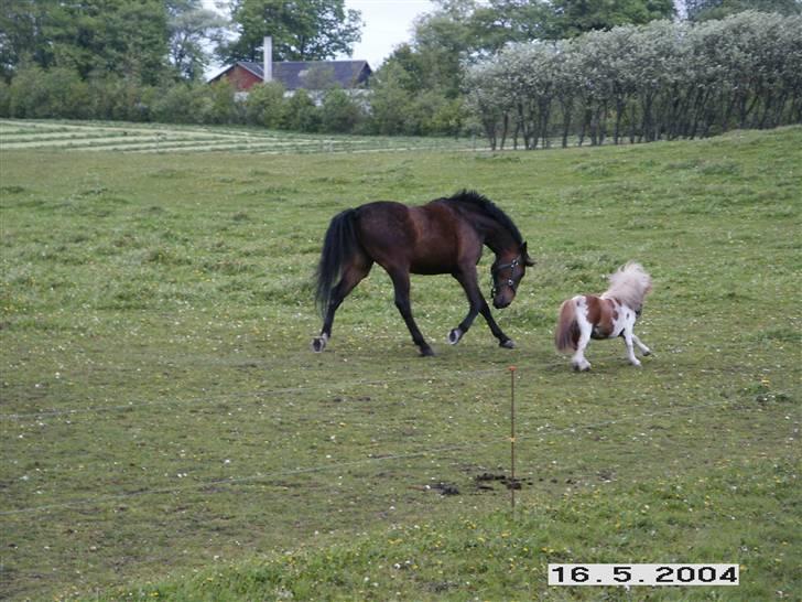 Miniature Lindegaardens Pluto - Det kan godt være du er størst, men her er det mig som bestemmer.. billede 9