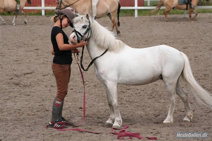 Welsh Mountain (sec A) Harvest Revenge(viggo)   - (Foto Lone P) billede 14