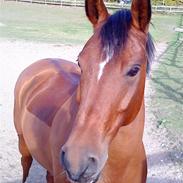 Anden særlig race Indy Boy Lærkebo Wonderboy