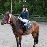 New Forest Miss Brown