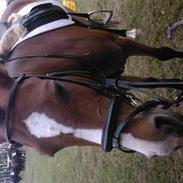 Anden særlig race Corika la capello