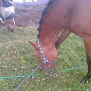 Anden særlig race Corika la capello