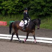 New Forest Miss Brown