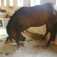 Anden særlig race cassandra