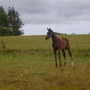 Dansk Varmblod Santino