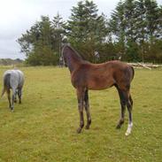 Dansk Varmblod Santino