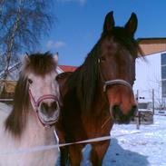 Traver unodix ( dixie) død