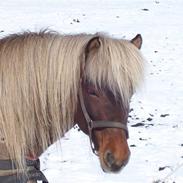 Islænder Loftur frá Mödrufelli