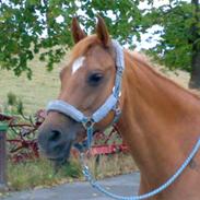 Tysk Sportspony Agnes