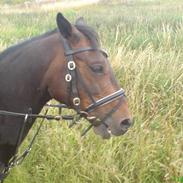 Tysk Sportspony chaplin 69