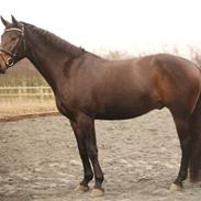 Oldenborg Marco af Vesterbækgård