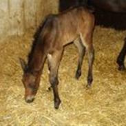 Oldenborg Marco af Vesterbækgård