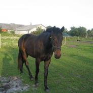 Oldenborg Marco af Vesterbækgård