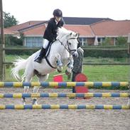 Anden særlig race Sheila (på pension)