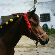 Anden særlig race Gucci