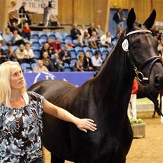 Dansk Varmblod Højbo' Mandalay BRDH