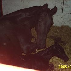 Dansk Varmblod Højbo' Mandalay BRDH