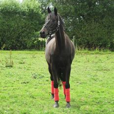 Trakehner Ranette *solgt* 