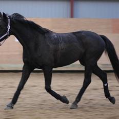 Trakehner Ranette *solgt* 