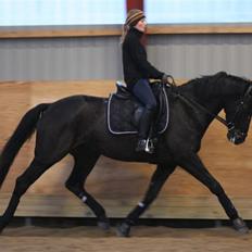 Trakehner Ranette *solgt* 