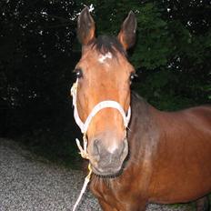 Svensk Varmblod missouri R.I.P.