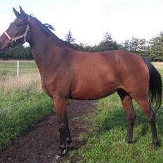 Trakehner Anaconda H RIP