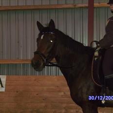 Trakehner Anaconda H RIP