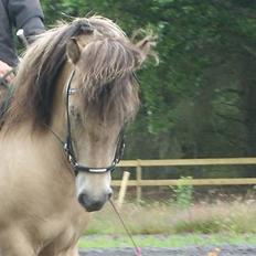 Islænder sóley fra Dalgård