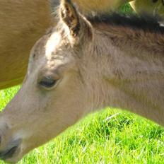 DSP Anemone Wales / solgt