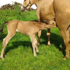 DSP Anemone Wales / solgt