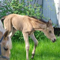 DSP Anemone Wales / solgt