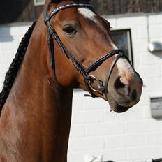 Hannoveraner | Kærslunds Chanel