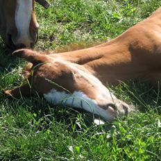 DSP Vesterskovens Chili