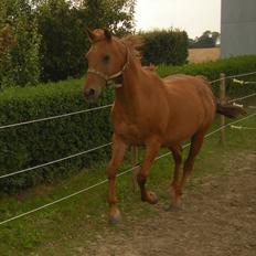 Arabisk fuldblod (OX) Til minde om Camira Bint Katuam