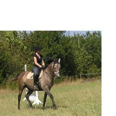 Arabisk fuldblod (OX) Futil OX 3616 *red ham*