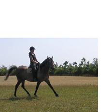 Arabisk fuldblod (OX) Futil OX 3616 *red ham*