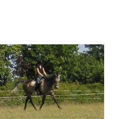 Arabisk fuldblod (OX) Futil OX 3616 *red ham*