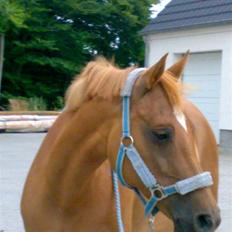 Tysk Sportspony Agnes