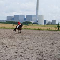 Hollandsk Sportspony Magic Pirock