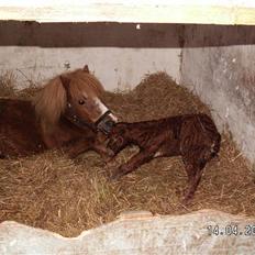 Shetlænder Nørbæks Tøsen 