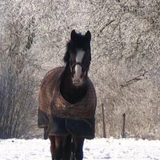 Hollandsk Sportspony Magic Pirock