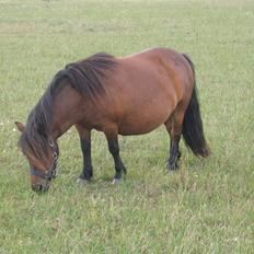 Shetlænder Nørbæks Mille