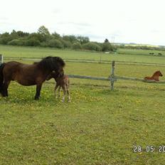 Shetlænder Nørbæks Mille