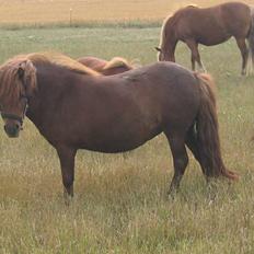 Shetlænder Nørbæks Nulle