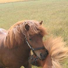 Shetlænder Nørbæks Nulle