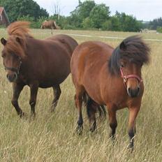 Shetlænder Nørbæks Nulle