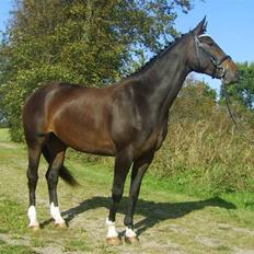 Hannoveraner Chanell *R.I.P*