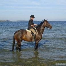 Hannoveraner Chanell *R.I.P*